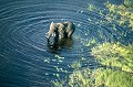  elephant,okavango,botswana. 