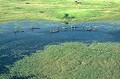 Hormis les campements installés pour accueillir les touristes, le delta n'est habité que par quelques communautés qui vivent d'élevage et de pêche. A bord de pirogues, appelées "morokos", ils pêchent au filet ou avec des nasses, essentiellement du poisson-chat et du poissons-tigre... pecheurs,delta,okavango,botswana. 