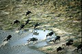  gnous,delta,okavango,botswana. 