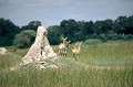  impalas,okavango,botswana. 