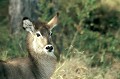 Cet animal vit dans les savanes herbeuses proches de forêts claires et de plaines d'inondation. Le Cobe à croissant se nourrit principalement de graminées. Il dégage une forte odeur musquée. La reproduction s'effectue surtout en hiver. Un seul petit naît au bout de 9 mois de gestation. cobe,croissant,okavango,botswana. 