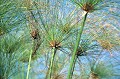  papyrus,okavango,bostwana. 
