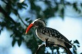 (Tockus erythrorhynchus) Il vit en bande, d'une douzaine d'oiseaux, qui chassent surtout au sol. Ainsi, il utilise son bec en forme de pioche pour extraire les larves des bousiers, mais se nourrit aussi de gros insectes, scorpions et mille-pattes... Il vit dans les savanes arborées, niche dans un arbre creux fermé. calao,bec,rouge,okavango,bostwana. 