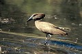 (Scopus umbretta) L'Ombrette est une sorte de petit héron marron, la tête en forme de marteau. Cet oiseau chasse en marchant dans les eaux peu profondes et pêche de petits poissons pour se nourrir. Il vit en couple, mais aussi en groupe de 8 à 10 individus. La femelle pond en moyenne 4 œufs qui sont couvés pendant un mois par les deux parents. Le nid est gigantesque : 1,50 m de diamètre ! ombrette,senegal,okavango,botswana. 