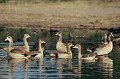 (Alopochen aegyptiacus) Observées sur le fleuve Chobé, pataugeant paisiblement, malgré la présence toute proche de crocodiles. Les oies se distinguent par une grande tache marron autour des yeux oranges. Autrefois, oiseaux sacrés en Egypte, ils furent pour la plupart exterminés. Ils vivent  dans les zones humides, les rivages lacustres et les près. Ils forment des couples stables. Pendant la parade amoureuse, les oiseaux miment l'action de boire, exposent les sous-caudales jaunes et allongent le cou... oies,egypte,okavango,bostwana. 