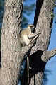 Espèce fréquentant la lisière des forêts, le Vervet ou singe vert vit aussi bien au sol que dans les arbres. Sur ce cliché, il est en situation de veille. A l'apparition d'un prédateur, il prévient ses congénères par des cris différents, selon la nature du danger : aboiement à la vue d'un aigle, un son haché signifie "serpent"... vervet,okavango,bostwana. 