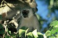 Le Vervet se nourrit de fruits, fleurs, feuilles et insectes. Le Vervet vit en troupe territoriale avec plusieurs mâles. Les femelles ne quittent jamais le groupe où elles sont nées, les mâles émigrent à la puberté. La hiérarchie de dominance des mâles se manifeste par l'affichage des parties génitales devant les subordonnés. vervet,okavango,botswana. 