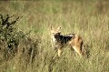Il fait partie des carnivores d'Afrique les plus connus. Il tolère toutes les formes d'habitat, sauf les forêts denses. Il chasse insectes, lézards, rongeurs, coopère en meute pour soumettre un gnou ou un impala. Il est aussi charognard, prenant sa part des carcasses abandonnées... chacal,chabraque,okavango,bostwana. 