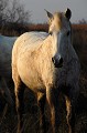  chevaux,camargue,france. 