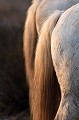  chevaux,camargue,france. 