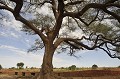 Ici l'on cultive les oignons. Au premier plan, un magnifique figuier. dogon,mali,afrique. 
