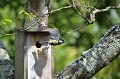 (Parus major) La mésange sort du nid à la recherche de nourriture pour ses petits. mesange,charbonniere,france. 