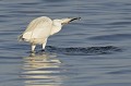 (Egretta garzetta) Aigrette garzette.  