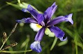  orchidee,sauvage,france. 