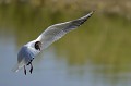 (Chroicocephalus ridibundus) Mouette rieuse mouette,rieuse,france. 