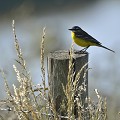 (Motacilla flava) bergeronnette,printaniere,france. 