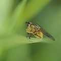 (Scathophaga stercoraria) mouche,merde,france. 