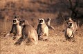 Lorsque le tigre se déplace, les singes langurs, appelés aussi entelles, postés au sommet des arbres, poussent des cris pour alerter leurs congénères et les autres animaux, de la présence du dangereux prédateur. Ces cris constituent aussi un excellent moyen de repérage pour les pisteurs du tigre... langurs,entelles,inde. 