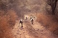  langurs,entelles,inde. 