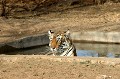  tigre,bengale,inde. 
