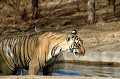  tigre,bengale,inde. 