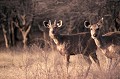  cerfs,sambars,inde. 
