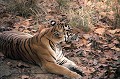  tigre,bengale,inde. 