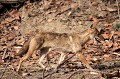 Il allie la rapidité du chien de chasse à la ruse du renard. Il est charognard et prédateur. Lorsqu'il est banni de son clan, on raconte qu'il est capable de se mettre au service du tigre, lui facilitant la chasse et obtenant en retour nourriture et protection. chacal,dore,inde. 