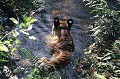  tigre,bengale,inde. 