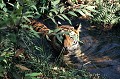  tigre,bengale,inde. 