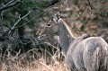 Grande antilope, véloce, à la vision et l'odorat très développés, pouvant se passer de boire plusieurs jours, le Nilgaut habite les forêts où sévit le Tigre.
Le mâle est remarquable par son pelage gris bleuté. La femelle arbore une robe blonde... nilgaut,inde. 