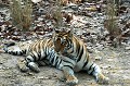Les tigres sont souvent solitaires. Leur vie sociale repose pourtant sur un groupe. Le mâle dominant exerce son pouvoir sur quelques femelles et sur un territoire. Il apporte sécurité et sérénité à son clan. Les jeunes quittent la famille vers l'âge de 3 ans, quand le dominant les considère comme rivaux. Lorsqu'un mâle revendique un territoire, il lui arrive de s'attaquer aux petits pour conquérir les femelles... tigre,bengale,inde. 