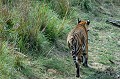  tigre,bengale,inde. 