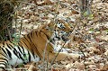 Le tigre du bengale atteint la maturité sexuelle à 3 ans pour les femelles et à 4 ans pour les mâles. La reproduction se déroule généralement au printemps.
La femelle n'est fertile que 3 à 7 jours. Elle met au monde 2 à 4 petits au terme d'une grossesse de 95 à 112 jours. Les jeunes restent avec leur mère 2 à 3 ans avant de prendre leur autonomie.l tigre,bengale,inde. 