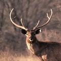  cerf,sambar,inde. 