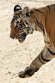  tigre,bengale,inde. 