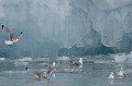 Lorsque des pans de glace se détachent du glacier ou de la banquise, les oiseaux affluent pour se nourrir du plancton ou des poissons qui remontent à la surface... Spitzberg,norvege. 