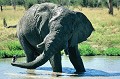 L'éléphant adulte peut absorber 70 à 90 litres d'eau par jour, destinés à l'aider à digérer et à se rafraîchir... elephant,okavango,botswana. 