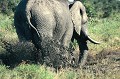 Pour se préserver du soleil et des parasites, l'éléphant se recouvre de boue... elephant,okavango,botswana. 
