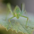 (Tettigonia viridissima) sauterelle,verte,france. 