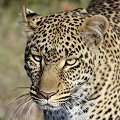  leopard,masai,mara,kenya. 
