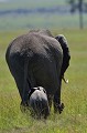  éléphants,masai,mara,kenya. 