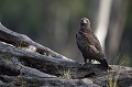 (Aquila rapax) aigle,ravisseur,masai,mara,kenya. 