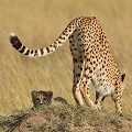  guépards,masai,mara,kenya. 