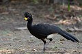 (Crax fasciolata) Ce bel oiseau, à tête frisée et bec jaune est un mâle. Il vit dans les forêts-galeries et en lisière des bois et se nourrit de graines, de fleurs et de fruits tombés au sol... hocco,face,nue,pantanal,bresil. 