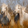  chevaux,camargue,france. 