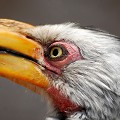 (Tockus flavirostris) Le Calao à bec jaune se distingue par son bec épais et recourbé, mais aussi par ses cils très allongés. calao,bec,jaune,namibie. 