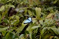 (Morpho menelaus didius) D'un bleu métallique étonnant, ce papillon est considéré comme le plus beau papillon du Costa Rica. Son envergure varie de 12 à 20 cm. Il peut vivre jusqu'à 2 mois et se nourrit de jus de fruits mûrs... papillon,morpho,costa,rica. 