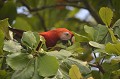 (Ara Macao) L'Ara rouge est endémique de l'Amérique Centrale et du nord de l'Amérique du sud. Il se distingue par son plumage très coloré. Arboricole, on le rencontre dans les zones boisées, à la cime des grands arbres. Végétarien, il se nourrit de fruits, de noix de palmiers et de graines. Sur cette image, il porte en son bec une amande dont il va se régaler... ara,macao,costa,rica. 