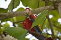 (Ara Macao) L'Ara déchire avec son bec le fruit dont il est friand. Il est de mœurs grégaires. On le rencontre souvent en couple, ou en groupe. Il est plutôt sédentaire. La reproduction a lieu entre mars et novembre. La ponte comprend 1 à 4 œufs, incubés pendant 28 jours. ara,macao,costa,rica. 